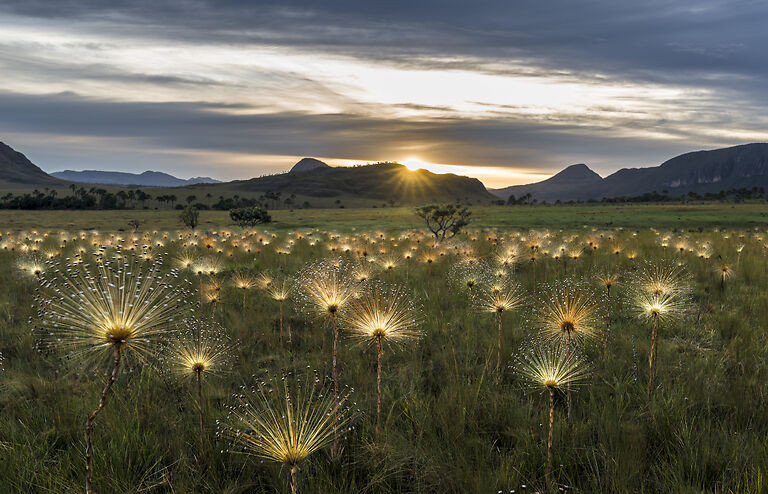 Campo de sempre-vivas ao pôr do sol na Chapada dos Veadeiros
